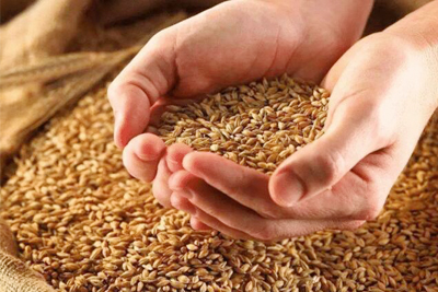 重量分選機(jī)把關(guān)高粱在高品質(zhì)酒的應(yīng)用